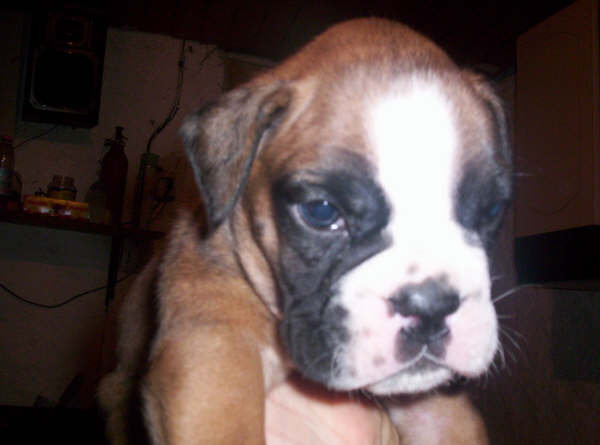 allevamento_cani_boxer_degli_scarronzoni_cuccioli_disponibili_livorno_toscana_italia
