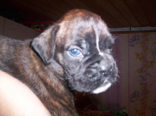 allevamento_cani_boxer_degli_scarronzoni_cuccioli_disponibili_livorno_toscana_italia