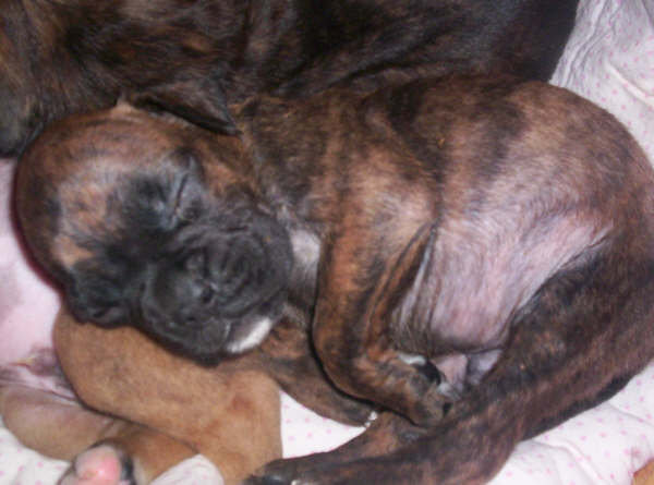 allevamento_cani_boxer_degli_scarronzoni_cuccioli_disponibili_livorno_toscana_italia