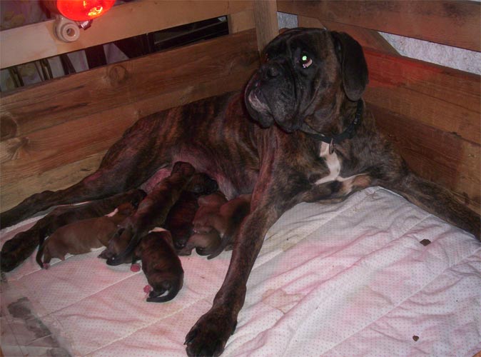 allevamento_cani_boxer_degli_scarronzoni_cuccioli_disponibili_livorno_toscana_italia