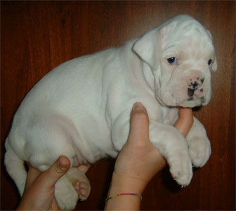 allevamento_cani_boxer_degli_scarronzoni_cuccioli_disponibili_livorno_toscana_italia