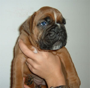 allevamento_cani_boxer_degli_scarronzoni_cuccioli_disponibili_livorno_toscana_italia