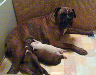 allevamento_cani_boxer_degli_scarronzoni_cuccioli_disponibili_livorno_toscana_italia