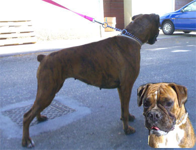 allevamento_cani_boxer_degli_scarronzoni_cuccioli_disponibili_livorno_toscana_italia