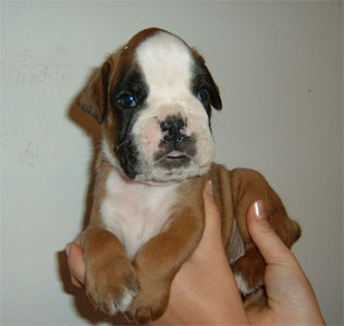 allevamento_cani_boxer_degli_scarronzoni_cuccioli_disponibili_livorno_toscana_italia