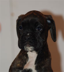 allevamento_cani_boxer_degli_scarronzoni_cuccioli_disponibili_livorno_toscana_italia