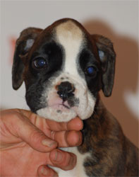 allevamento_cani_boxer_degli_scarronzoni_cuccioli_disponibili_livorno_toscana_italia