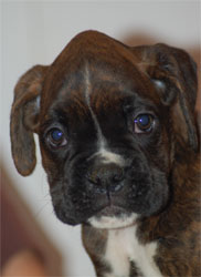 allevamento_cani_boxer_degli_scarronzoni_cuccioli_disponibili_livorno_toscana_italia