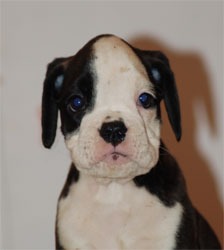 allevamento_cani_boxer_degli_scarronzoni_cuccioli_disponibili_livorno_toscana_italia