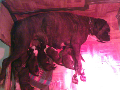 allevamento_cani_boxer_degli_scarronzoni_cuccioli_disponibili_livorno_toscana_italia
