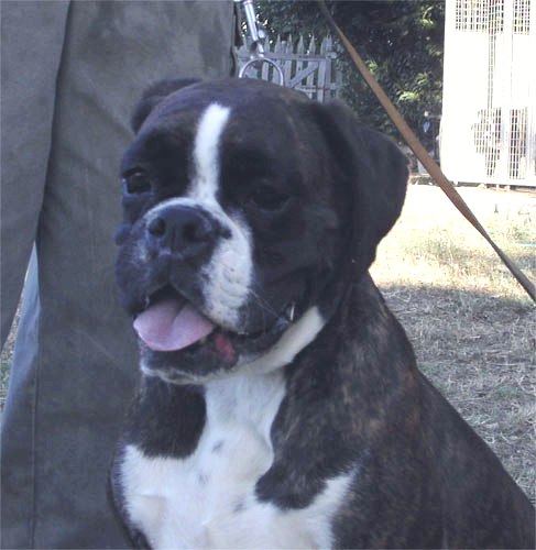 allevamento_cani_boxer_degli_scarronzoni_cuccioli_disponibili_livorno_toscana_italia