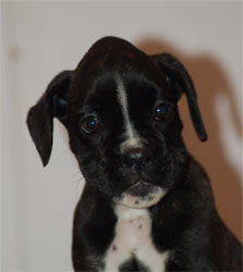 allevamento_cani_boxer_degli_scarronzoni_cuccioli_disponibili_livorno_toscana_italia