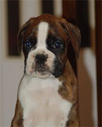 allevamento_cani_boxer_degli_scarronzoni_cuccioli_