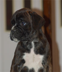 allevamento_cani_boxer_degli_scarronzoni_cuccioli_