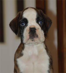 allevamento_cani_boxer_degli_scarronzoni_cuccioli_