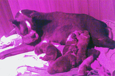 allevamento_cani_boxer_degli_scarronzoni_cuccioli_