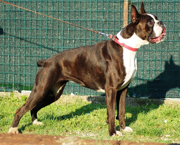 allevamento_cani_boxer_degli_scarronzoni_cuccioli_