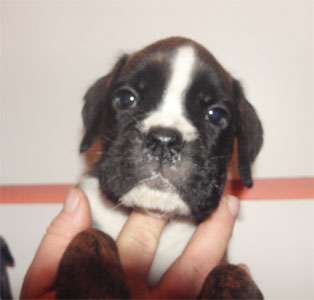 allevamento_cani_boxer_degli_scarronzoni_cuccioli_disponibili_livorno_toscana_italia