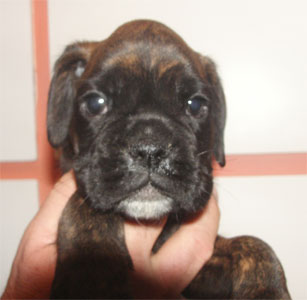 allevamento_cani_boxer_degli_scarronzoni_cuccioli_disponibili_livorno_toscana_italia