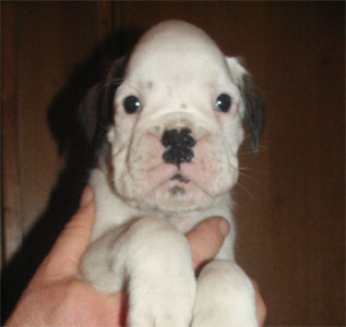 allevamento_cani_boxer_degli_scarronzoni_cuccioli_disponibili_livorno_toscana_italia