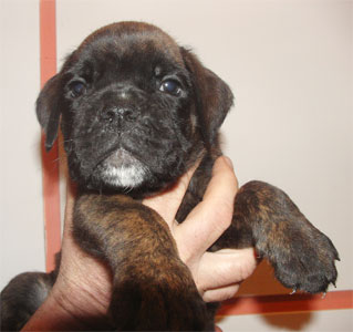 allevamento_cani_boxer_degli_scarronzoni_cuccioli_disponibili_livorno_toscana_italia