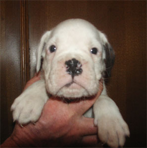 allevamento_cani_boxer_degli_scarronzoni_cuccioli_disponibili_livorno_toscana_italia
