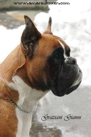 allevamento_cani_boxer_degli_scarronzoni_cuccioli_disponibili_livorno_toscana_italia