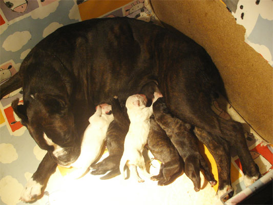 allevamento_cani_boxer_degli_scarronzoni_cuccioli_disponibili_livorno_toscana_italia
