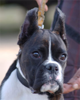 allevamento_cani_boxer_degli_scarronzoni_cuccioli_