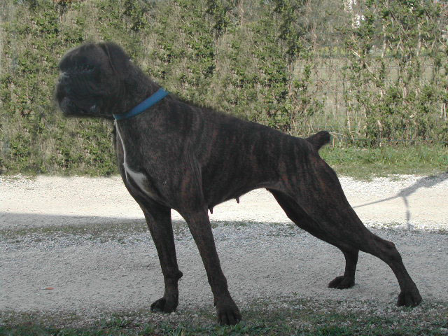 allevamento_cani_boxer_degli_scarronzoni_cuccioli_disponibili_livorno_toscana_italia