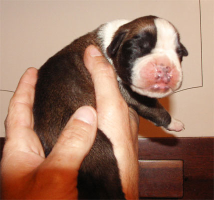 allevamento_cani_boxer_degli_scarronzoni_cuccioli_disponibili_livorno_toscana_italia
