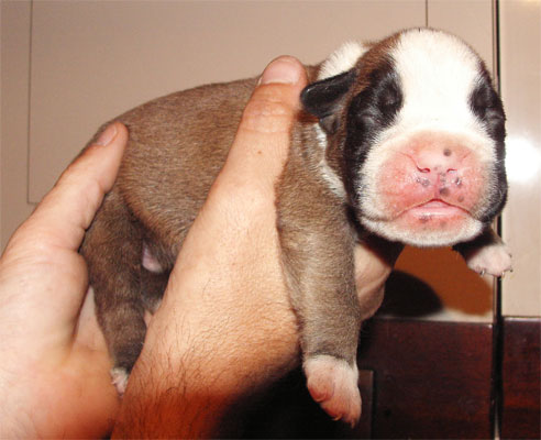 allevamento_cani_boxer_degli_scarronzoni_cuccioli_disponibili_livorno_toscana_italia