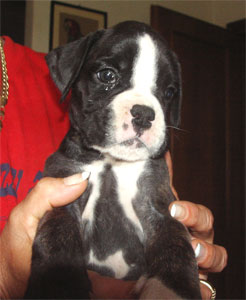 allevamento_cani_boxer_degli_scarronzoni_cuccioli_disponibili_livorno_toscana_italia