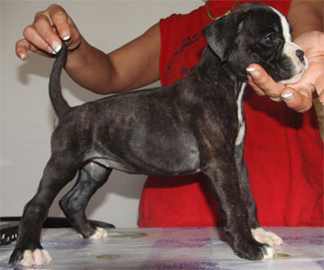 allevamento_cani_boxer_degli_scarronzoni_cuccioli_disponibili_livorno_toscana_italia