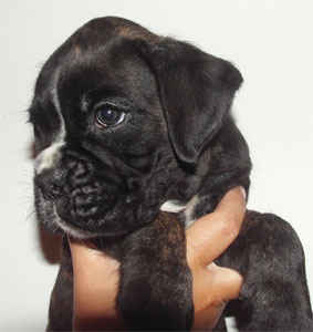 allevamento_cani_boxer_degli_scarronzoni_cuccioli_disponibili_livorno_toscana_italia