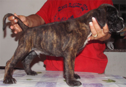 allevamento_cani_boxer_degli_scarronzoni_cuccioli_disponibili_livorno_toscana_italia
