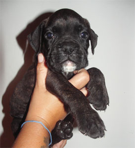 allevamento_cani_boxer_degli_scarronzoni_cuccioli_disponibili_livorno_toscana_italia