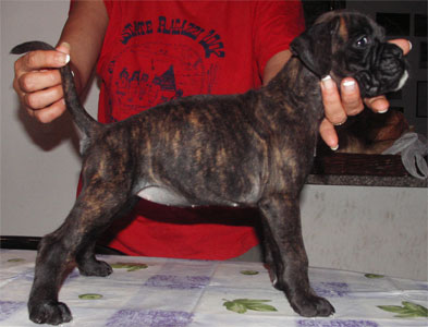 allevamento_cani_boxer_degli_scarronzoni_cuccioli_disponibili_livorno_toscana_italia