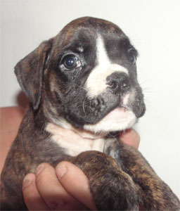 allevamento_cani_boxer_degli_scarronzoni_cuccioli_disponibili_livorno_toscana_italia