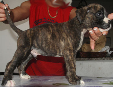 allevamento_cani_boxer_degli_scarronzoni_cuccioli_disponibili_livorno_toscana_italia