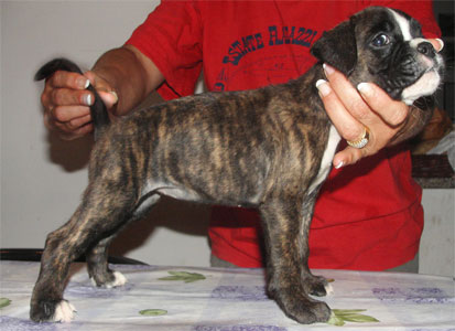 allevamento_cani_boxer_degli_scarronzoni_cuccioli_disponibili_livorno_toscana_italia