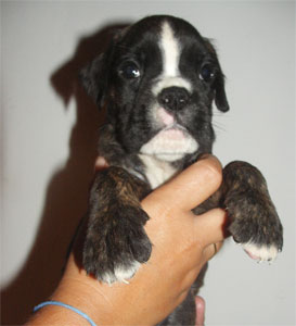 allevamento_cani_boxer_degli_scarronzoni_cuccioli_disponibili_livorno_toscana_italia