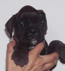 allevamento_cani_boxer_degli_scarronzoni_cuccioli_disponibili_livorno_toscana_italia