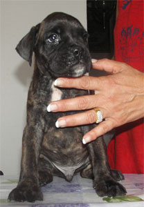 allevamento_cani_boxer_degli_scarronzoni_cuccioli_disponibili_livorno_toscana_italia