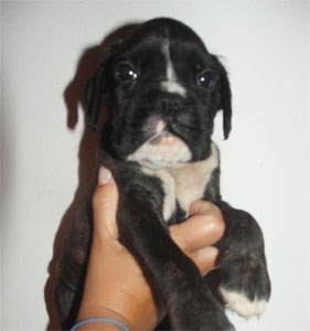 allevamento_cani_boxer_degli_scarronzoni_cuccioli_disponibili_livorno_toscana_italia