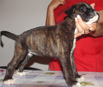allevamento_cani_boxer_degli_scarronzoni_cuccioli_disponibili_livorno_toscana_italia