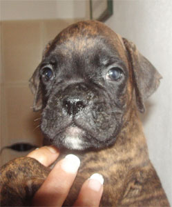 allevamento_cani_boxer_degli_scarronzoni_cuccioli_disponibili_livorno_toscana_italia