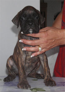 allevamento_cani_boxer_degli_scarronzoni_cuccioli_disponibili_livorno_toscana_italia