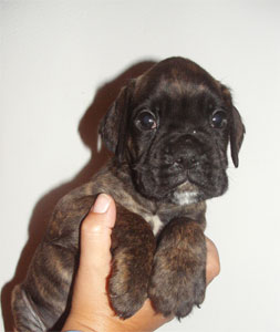allevamento_cani_boxer_degli_scarronzoni_cuccioli_disponibili_livorno_toscana_italia