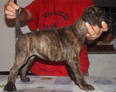 allevamento_cani_boxer_degli_scarronzoni_cuccioli_disponibili_livorno_toscana_italia